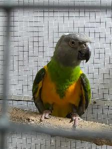 Senegal Pair - Photo 5