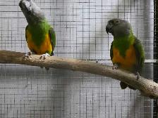 Senegal Pair - Photo 6