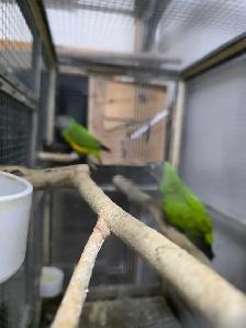 Senegal Pair - Photo 7