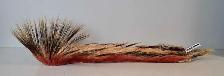 22' Native Roach (31530164)