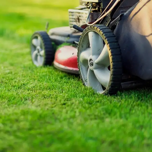 grass cutting /weed removal/SOD