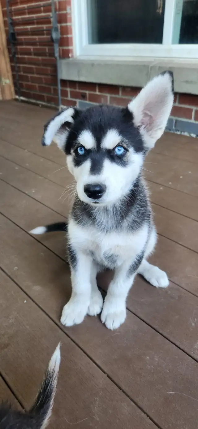 Huskys puppies pure breed