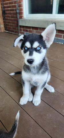 Huskys puppies pure breed