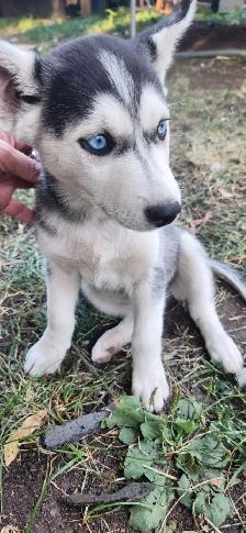 Huskys puppies pure breed - Photo 2