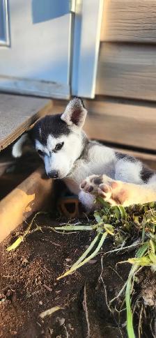 Huskys puppies pure breed - Photo 3
