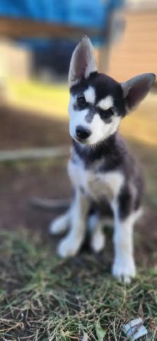 Huskys puppies pure breed - Photo 4
