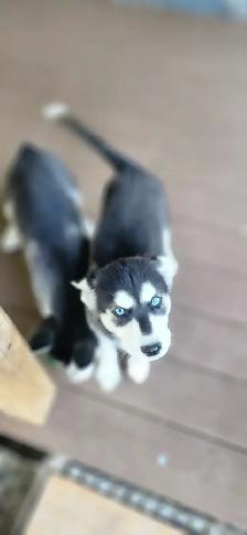 Huskys puppies pure breed - Photo 5