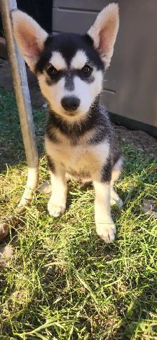 Huskys puppies pure breed - Photo 6