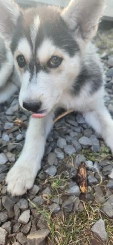 Huskys puppies pure breed - Photo 7
