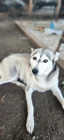 Huskys puppies pure breed - Photo 8