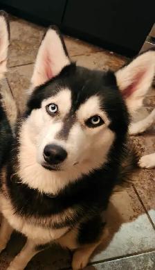 Huskys puppies pure breed - Photo 9