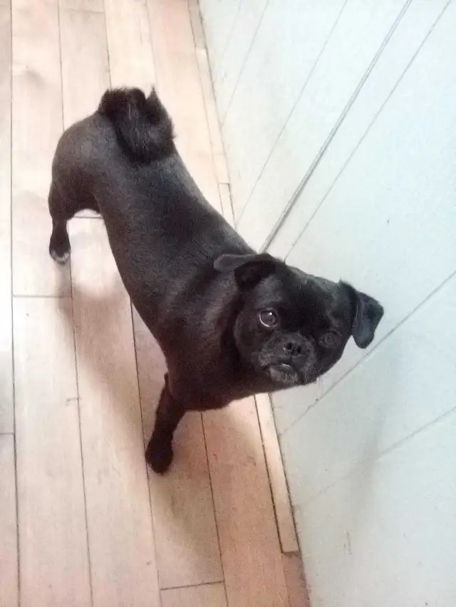 dogs for sale