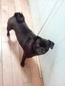 dogs for sale