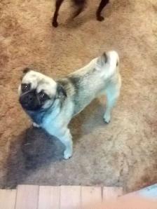 dogs for sale - Photo 2