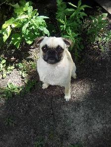 dogs for sale - Photo 3