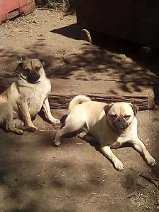 dogs for sale - Photo 4