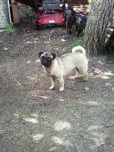 dogs for sale - Photo 5