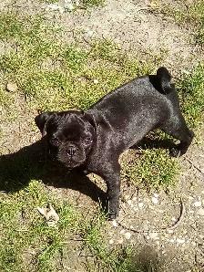 dogs for sale - Photo 6