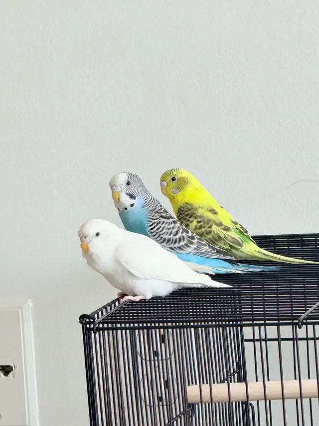 3 Budgies