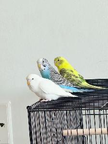 3 Budgies