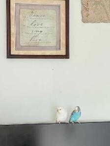 3 Budgies - Photo 2