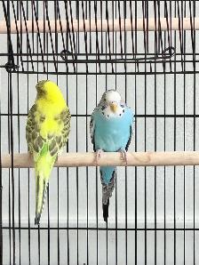 3 Budgies - Photo 3