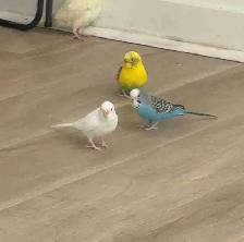 3 Budgies - Photo 4