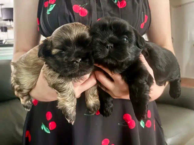 Purebred Shih Tzu Puppies (1 Left!)