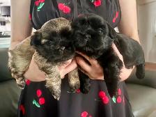 Purebred Shih Tzu Puppies (1 Left!)