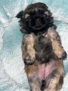 Purebred Shih Tzu Puppies (1 Left!) - Photo 2