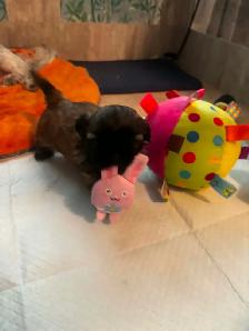 Purebred Shih Tzu Puppies (1 Left!) - Photo 3