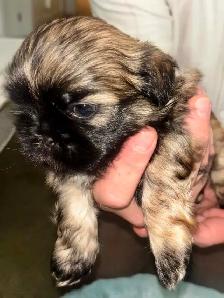 Purebred Shih Tzu Puppies (1 Left!) - Photo 4
