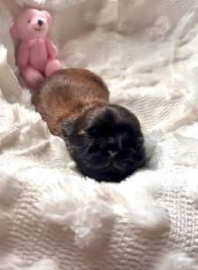 Purebred Shih Tzu Puppies (1 Left!) - Photo 5