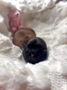 Purebred Shih Tzu Puppies (1 Left!) - Photo 6