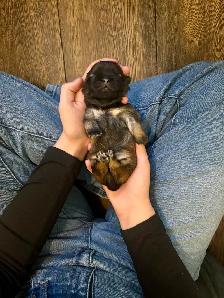 Purebred Shih Tzu Puppies (1 Left!) - Photo 7