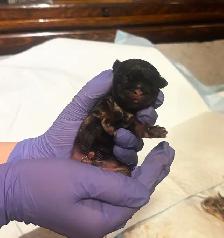 Purebred Shih Tzu Puppies (1 Left!) - Photo 8