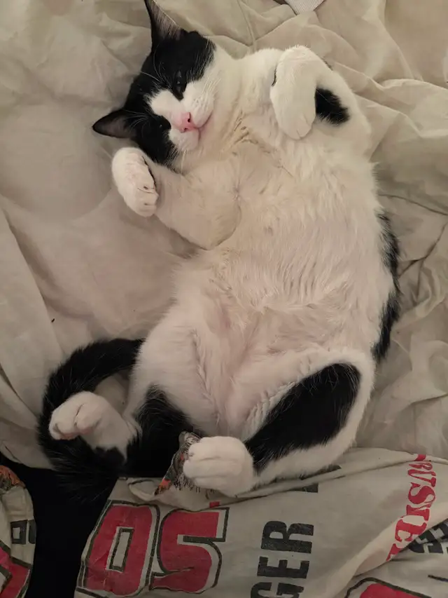 Free 1 year old cat,