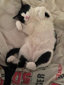 Free 1 year old cat,
