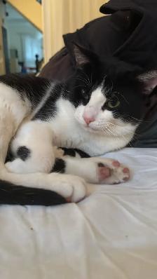 Free 1 year old cat, - Photo 2