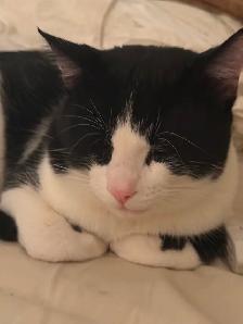 Free 1 year old cat, - Photo 3