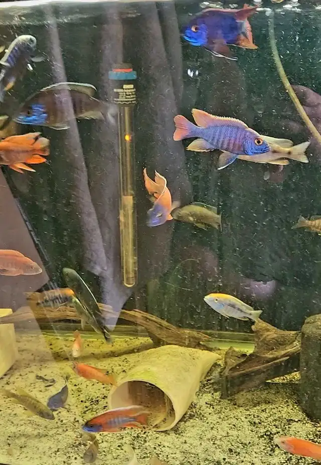 high quality male peacock & haps 2.5'-3'