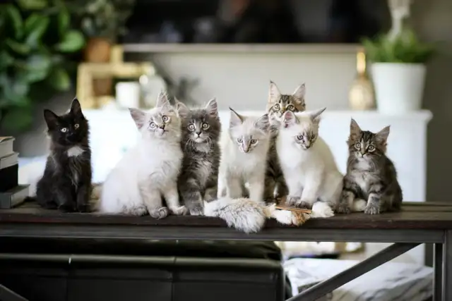 Maine Coon / Siberian x kittens