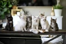 Maine Coon / Siberian x kittens