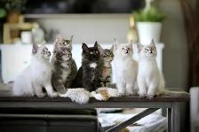 Maine Coon / Siberian x kittens - Photo 2