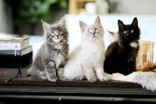 Maine Coon / Siberian x kittens - Photo 3