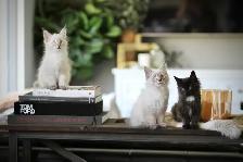 Maine Coon / Siberian x kittens - Photo 4