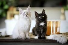 Maine Coon / Siberian x kittens - Photo 5