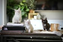 Maine Coon / Siberian x kittens - Photo 6