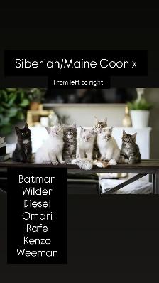 Maine Coon / Siberian x kittens - Photo 7