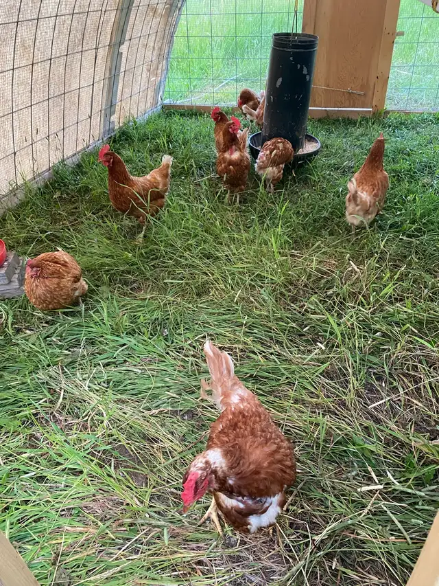 laying hens